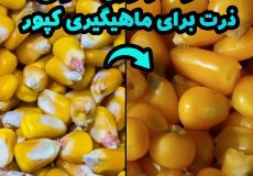 قیمت و خرید آنتی تنگل هایاتوس کارپی ۱۰ عددی با بهترین قیمت از موکافیشینگ