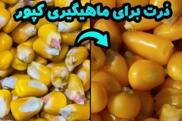 قیمت و خرید آنتی تنگل هایاتوس کارپی ۱۰ عددی با بهترین قیمت از موکافیشینگ