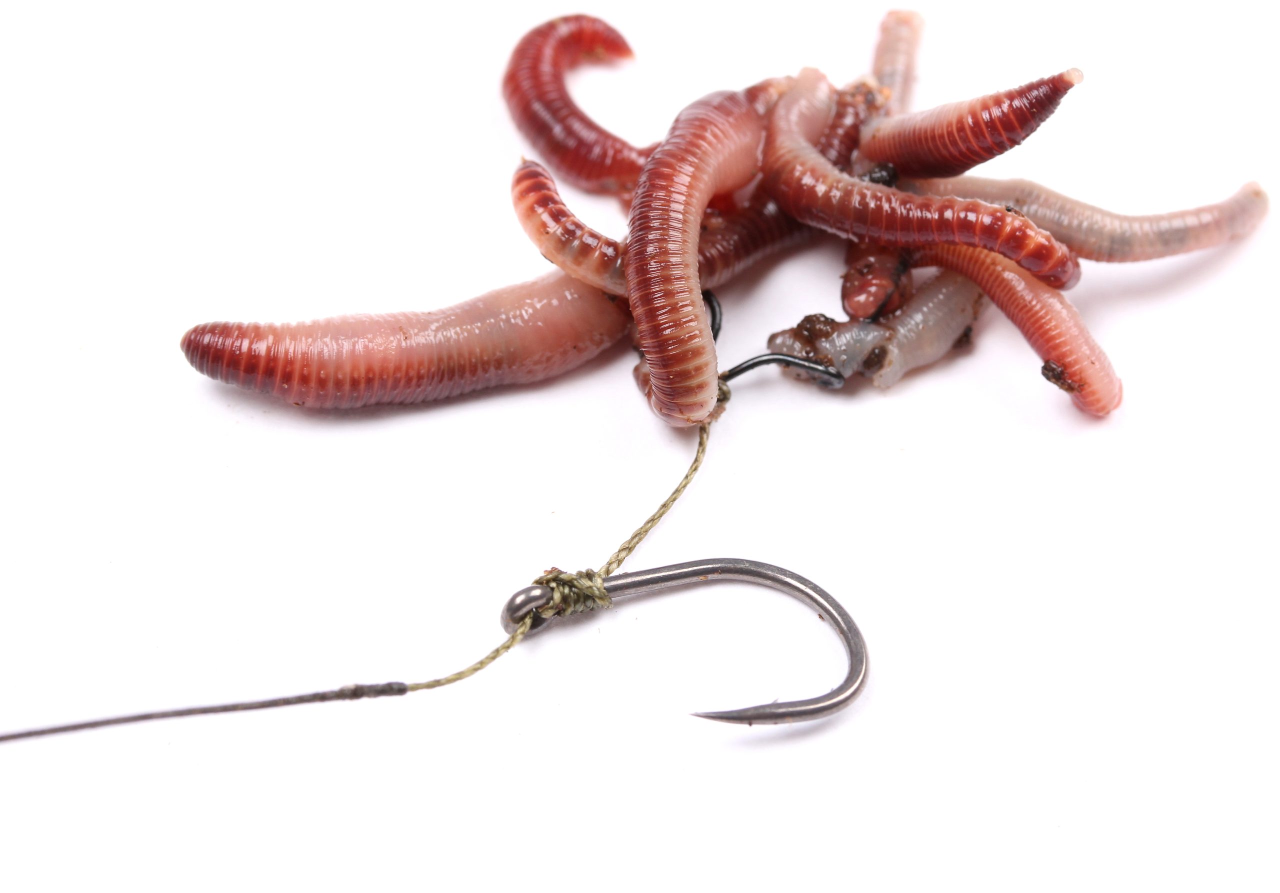 کلیپس ماگوت خرید کلیپس ماگوت برای استفاده از طعمه ماگوت در ماهیگیری کپور