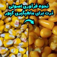 قیمت و خرید آنتی تنگل هایاتوس کارپی ۱۰ عددی با بهترین قیمت از موکافیشینگ