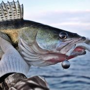 آموزش ماهیگیری سوف در فصل زمستان | روشها و بهترین طعمهها