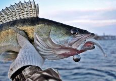 آموزش ماهیگیری سوف در فصل زمستان | روش‌ها و بهترین طعمه‌ها