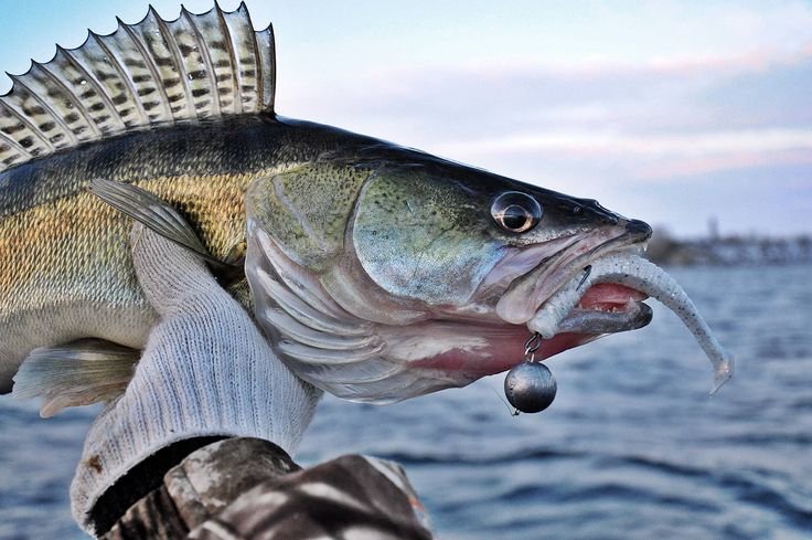 آموزش ماهیگیری سوف در فصل زمستان | روشها و بهترین طعمهها